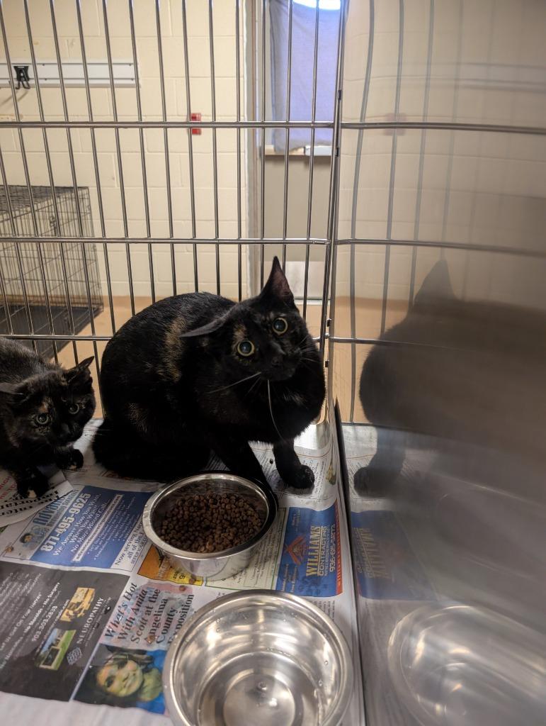 Swann, Adoptable, Young Female Domestic Short Hair.