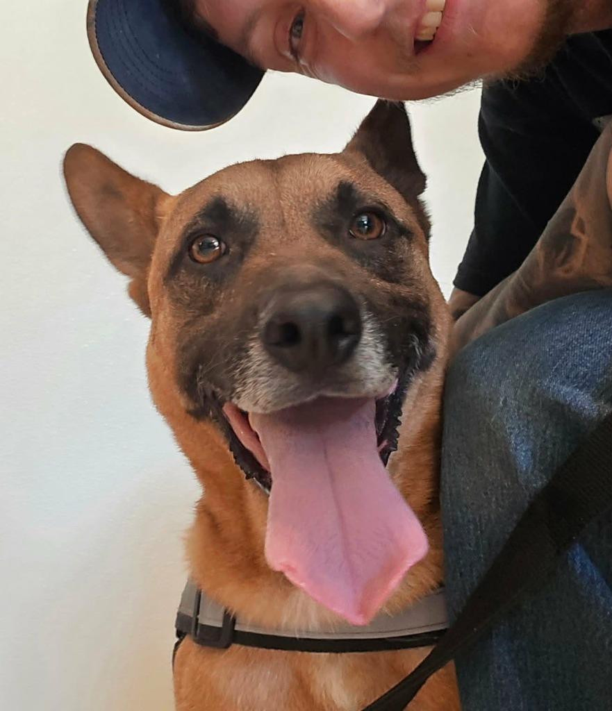 Fezaroni, a Adoptable Shepherd in Seven Points, TX image 1/6