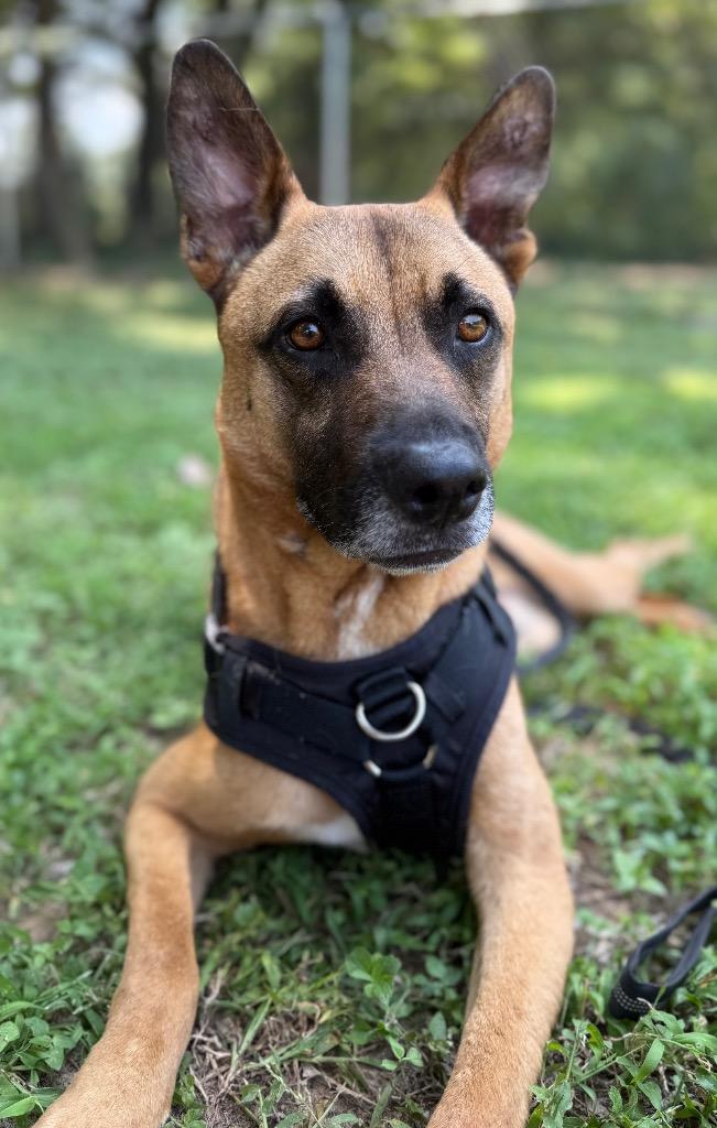 Fezaroni, a Adoptable Shepherd in Seven Points, TX image 2/6