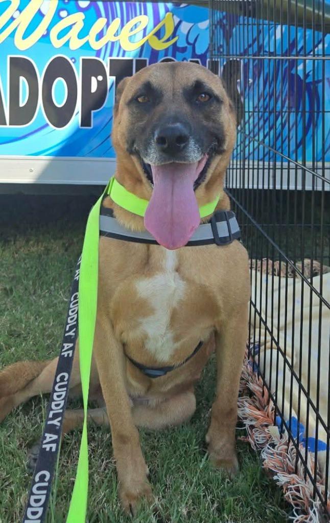 Fezaroni, a Adoptable Shepherd in Seven Points, TX image 3/6