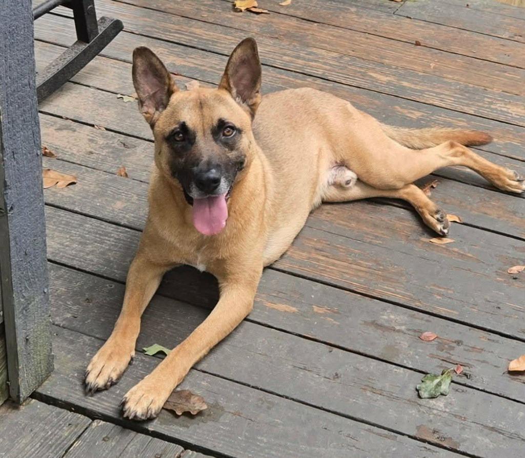 Fezaroni, a Adoptable Shepherd in Seven Points, TX image 4/6