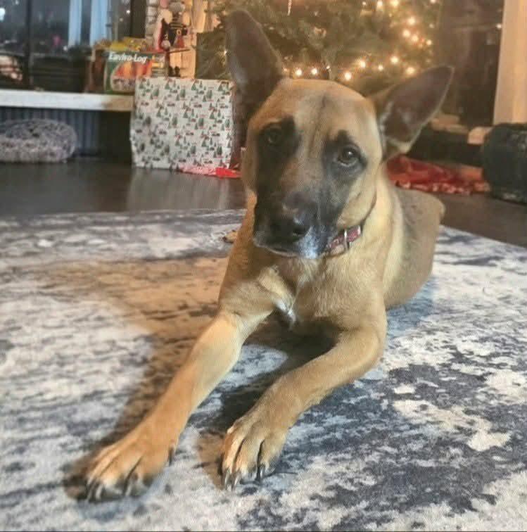 Fezaroni, a Adoptable Shepherd in Seven Points, TX image 6/6