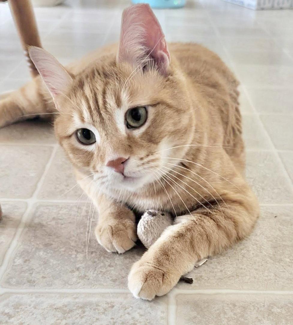 Enlarge Chuckie ( dog and cat friendly cat), a Adopted Domestic Short Hair in Harrisburg, PA image 1/2