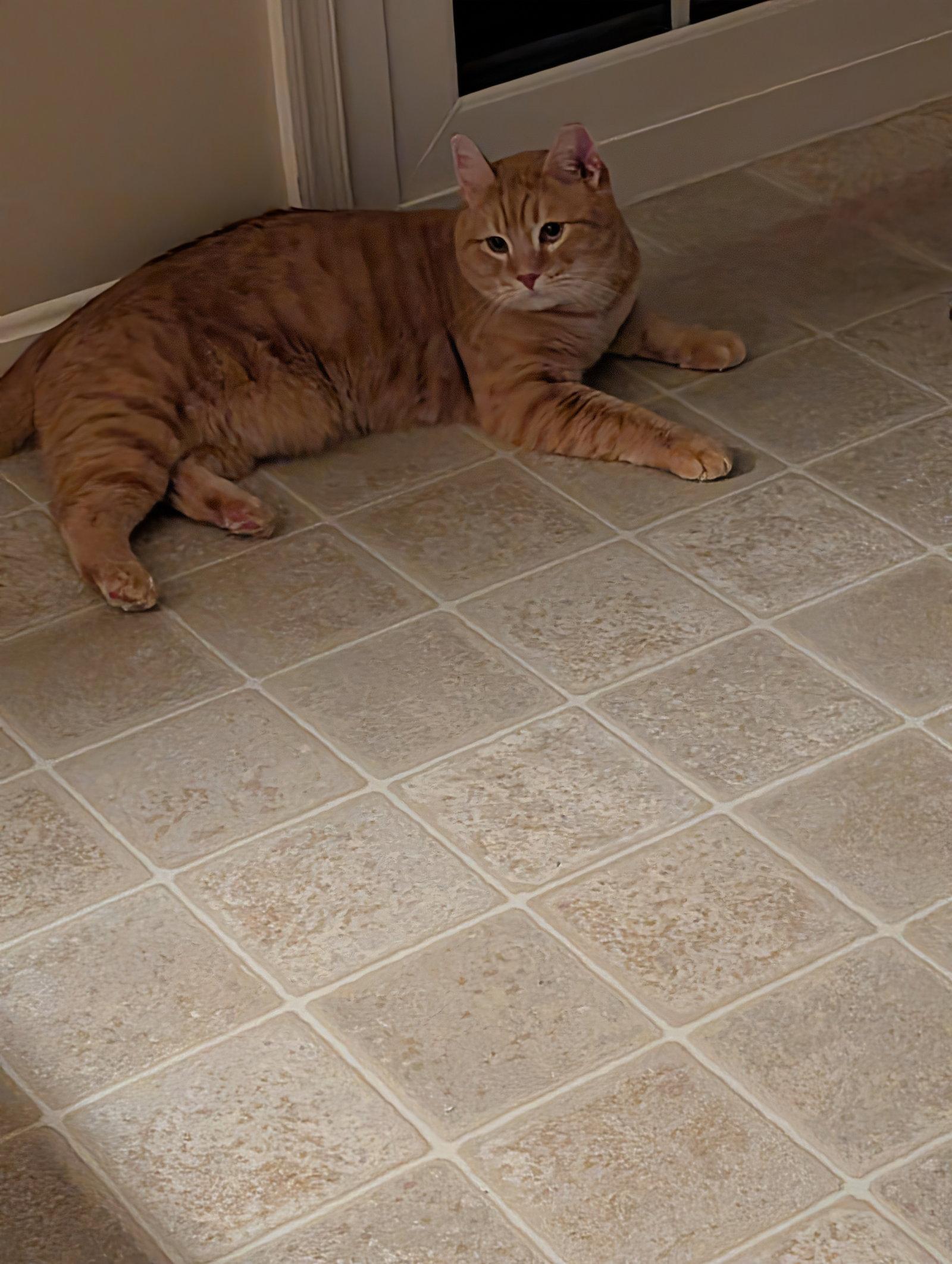 Enlarge Chuckie ( dog and cat friendly cat), a Adopted Domestic Short Hair in Harrisburg, PA image 2/2