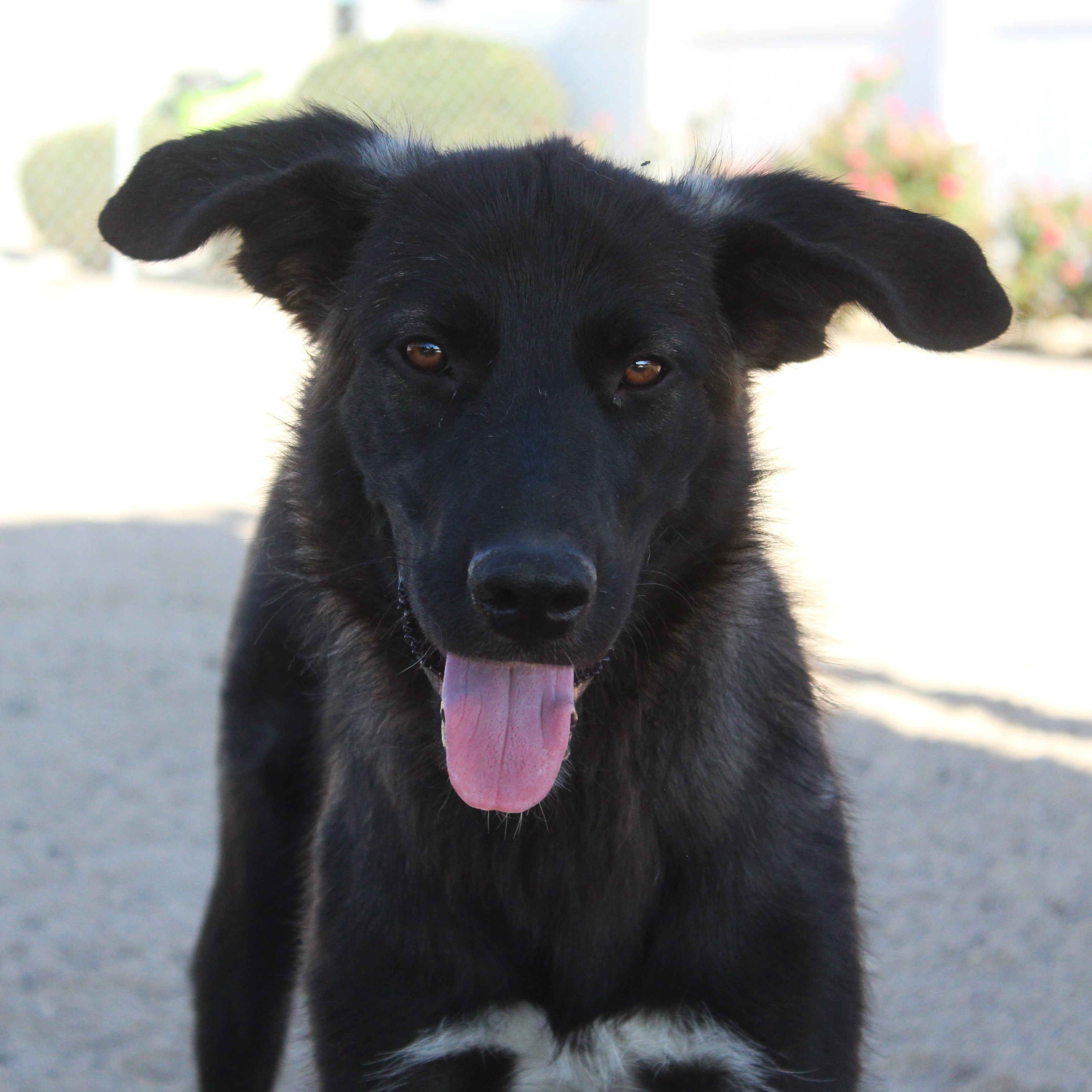 Sabine, Adoptable, Young Female Shepherd.