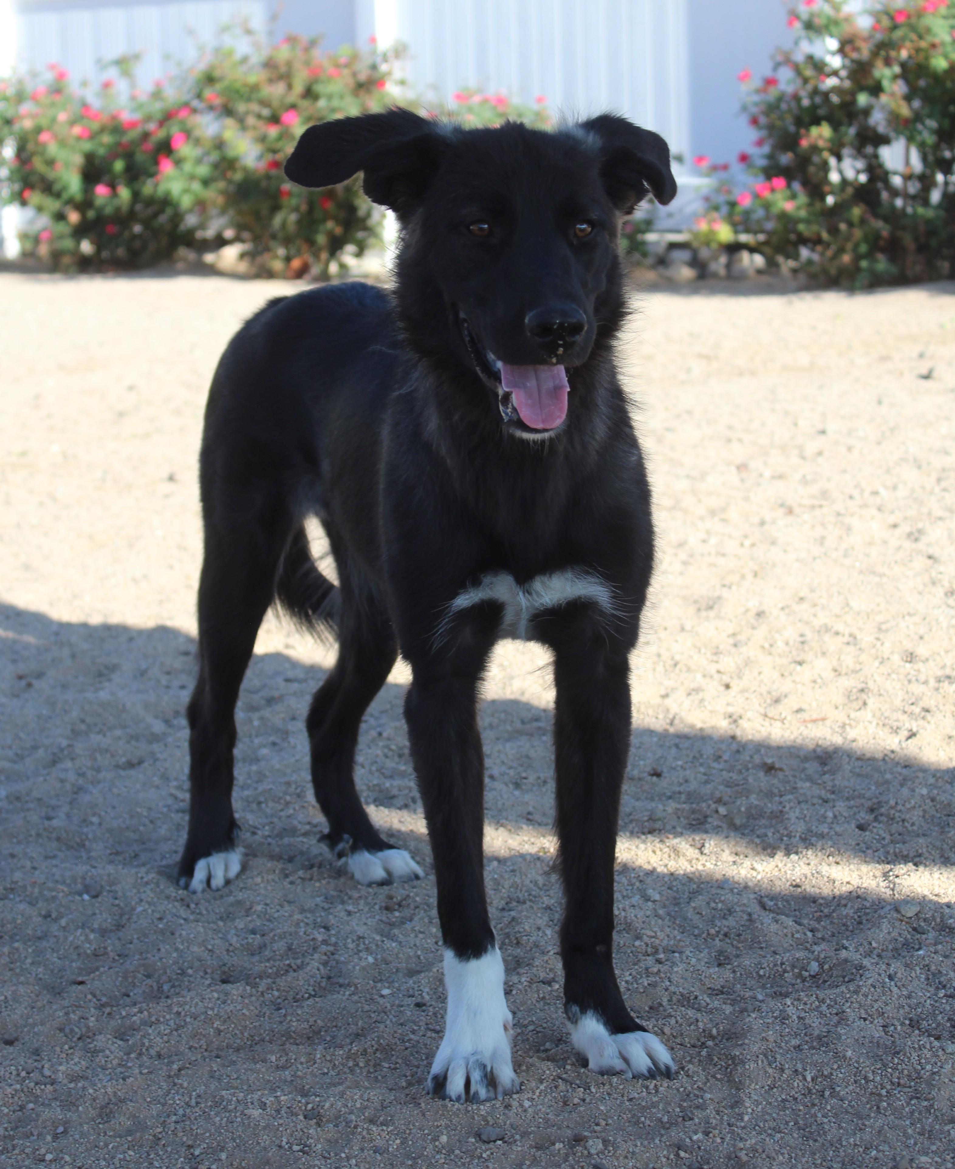 Enlarge Sabine, a Adoptable mixed breed in Yucca Valley, CA image 6/6