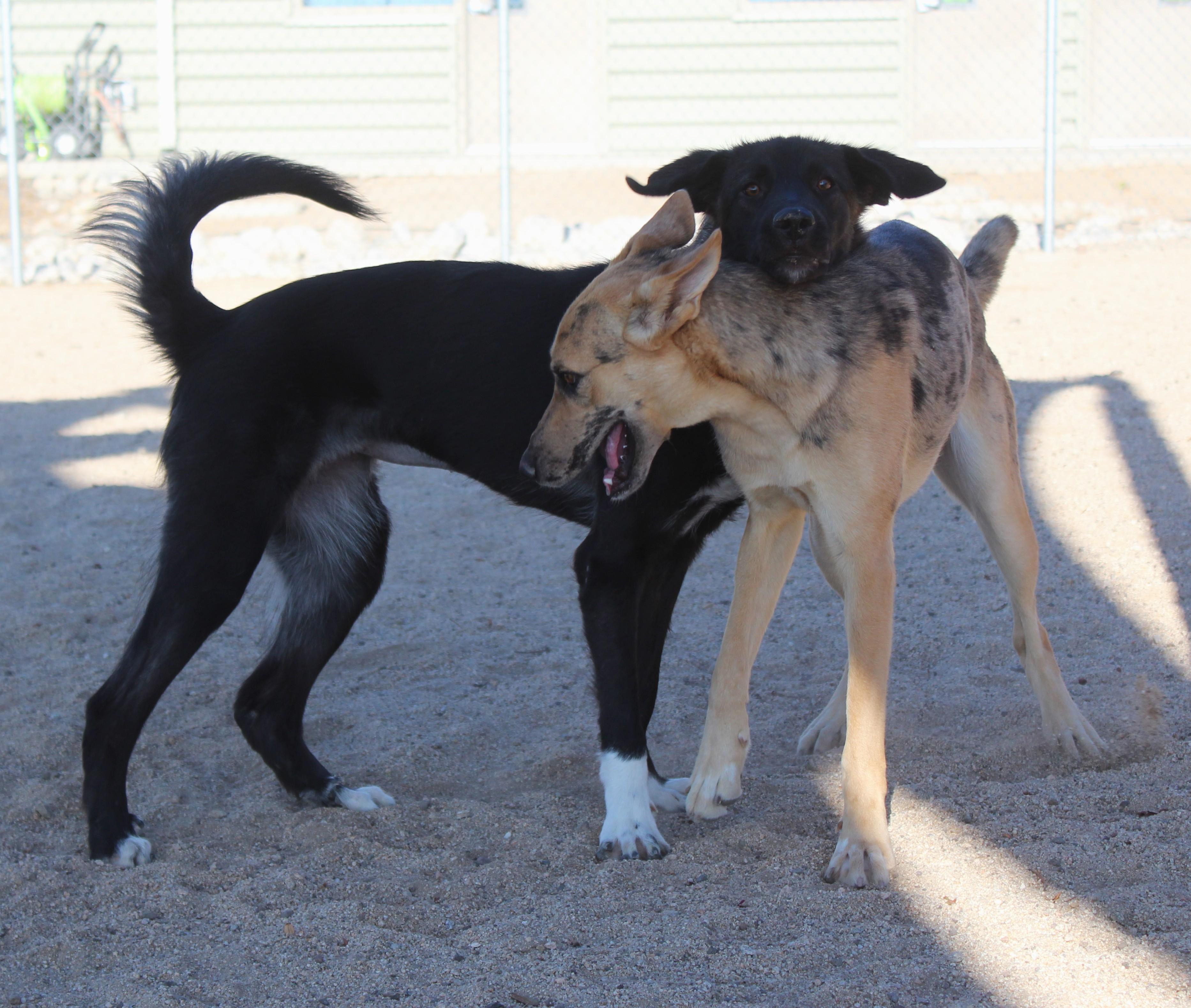 Enlarge Sabine, a Adoptable mixed breed in Yucca Valley, CA image 2/6