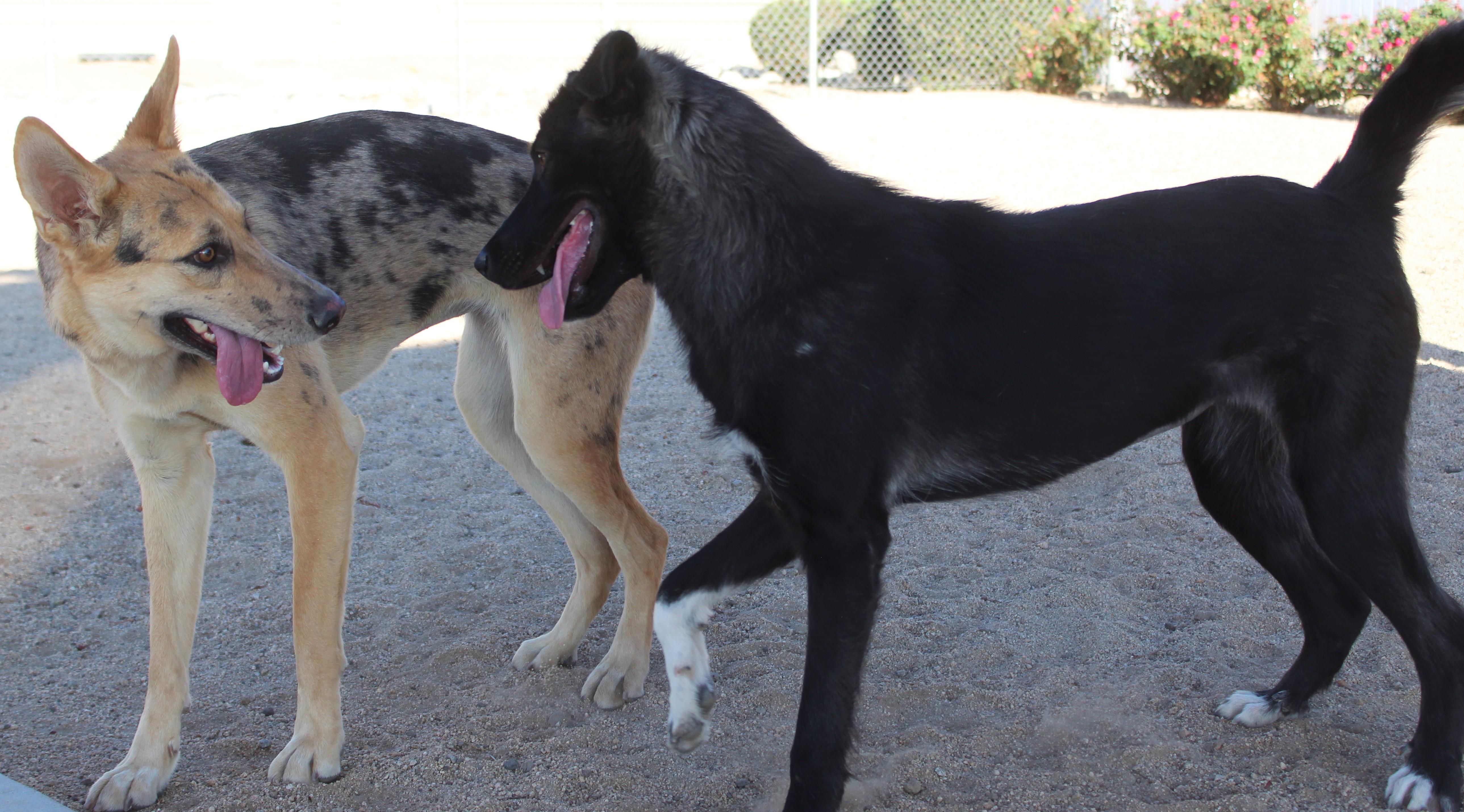 Enlarge Sabine, a Adoptable mixed breed in Yucca Valley, CA image 4/6