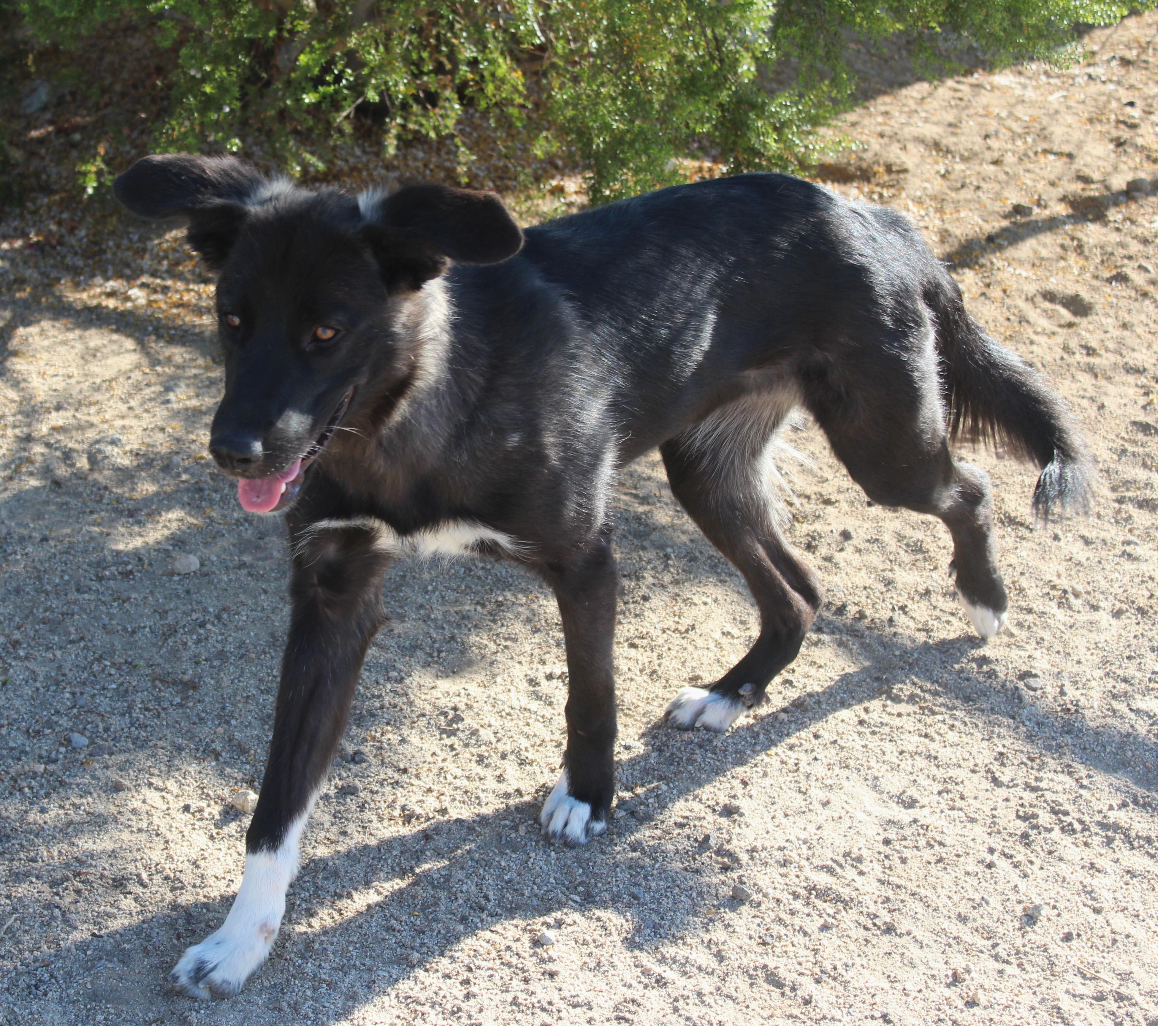 Enlarge Sabine, a Adoptable mixed breed in Yucca Valley, CA image 5/6