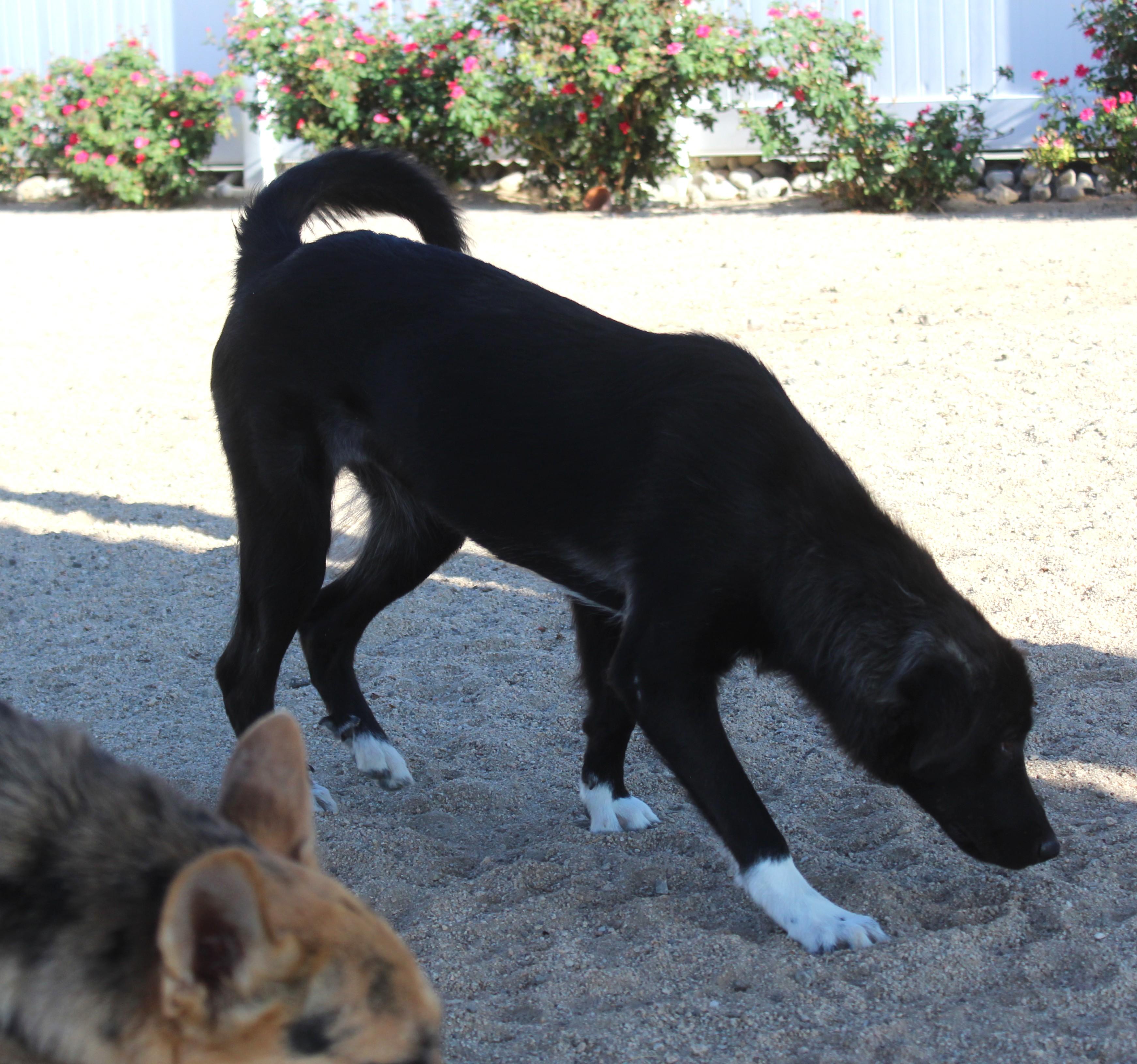 Enlarge Sabine, a Adoptable mixed breed in Yucca Valley, CA image 3/6