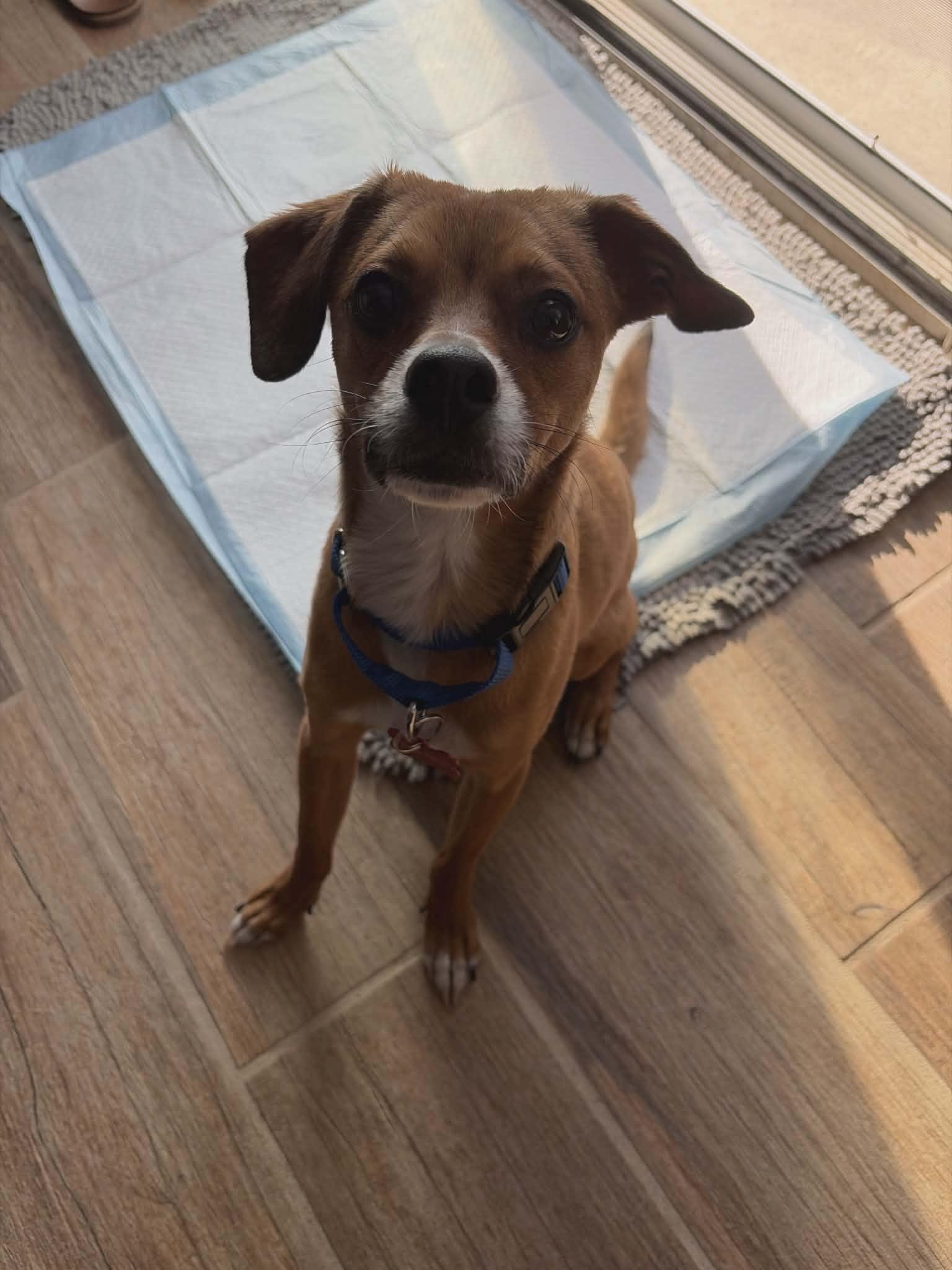 Enlarge Charlie Brown, a ADOPTABLE mixed breed in Murrieta, CA image 6/6