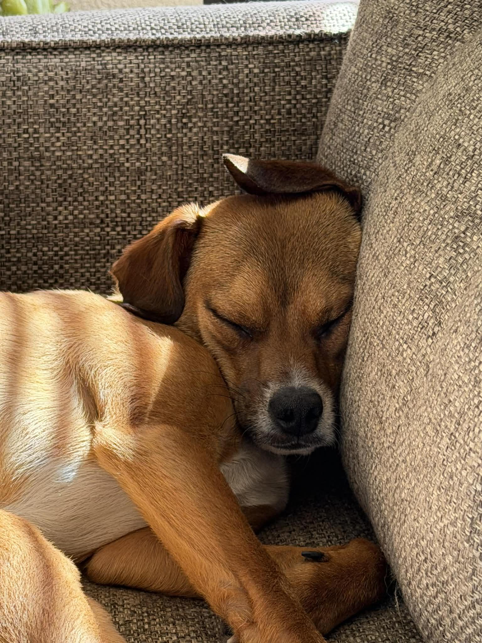 Enlarge Charlie Brown, a ADOPTABLE mixed breed in Murrieta, CA image 4/6