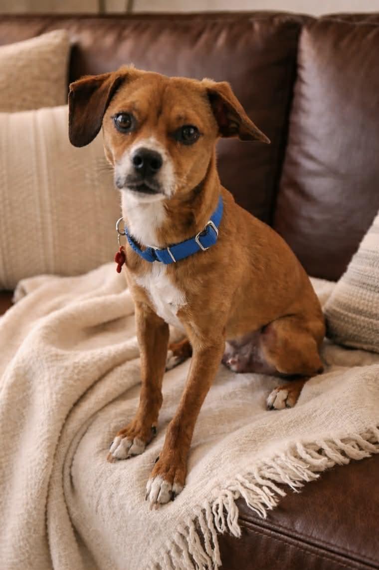 Enlarge Charlie Brown, a ADOPTABLE mixed breed in Murrieta, CA image 2/6