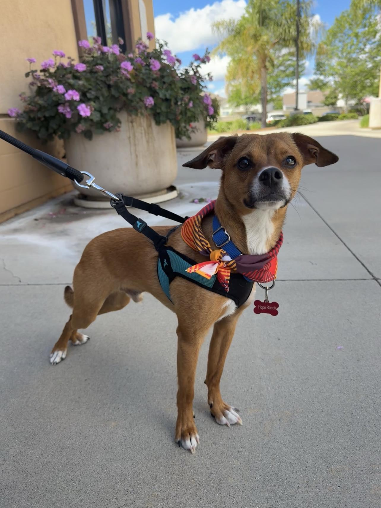 Enlarge Charlie Brown, a ADOPTABLE mixed breed in Murrieta, CA image 1/6