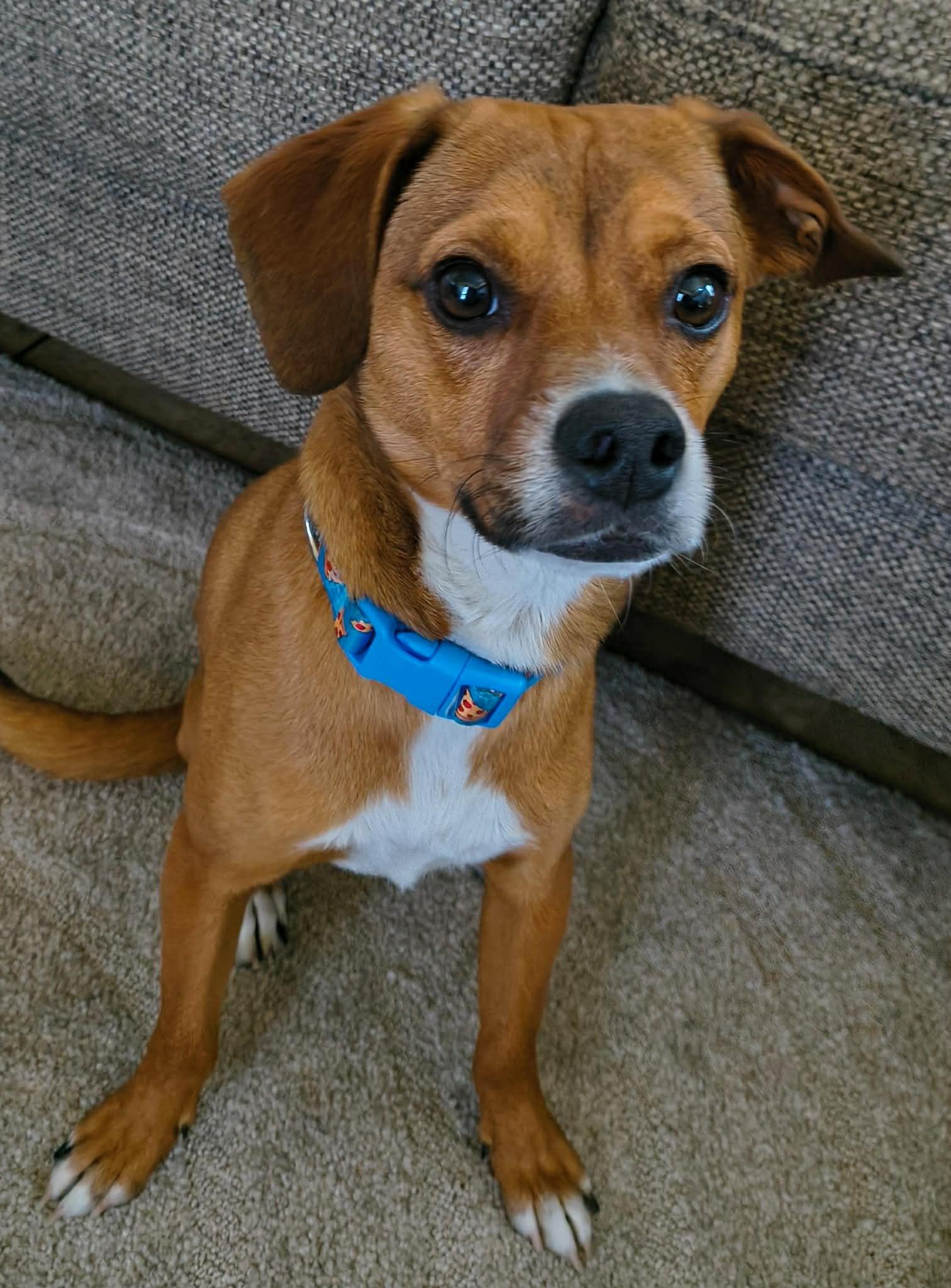 Enlarge Charlie Brown, a ADOPTABLE mixed breed in Murrieta, CA image 3/6