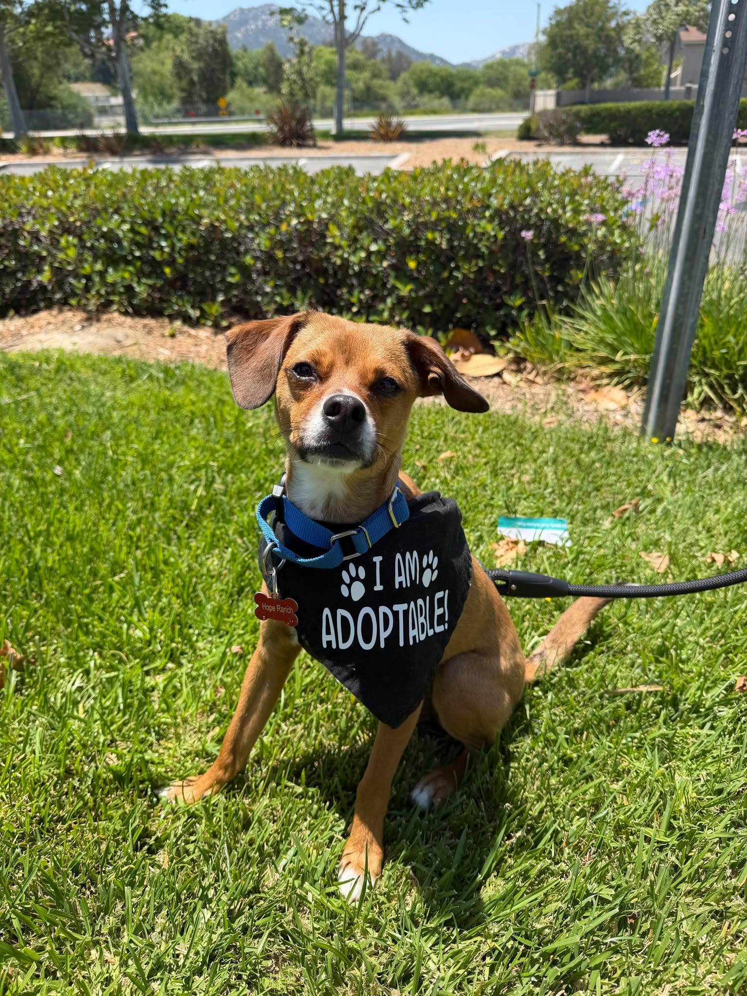 Enlarge Charlie Brown, an adopted mixed breed in Murrieta, CA image 1/6