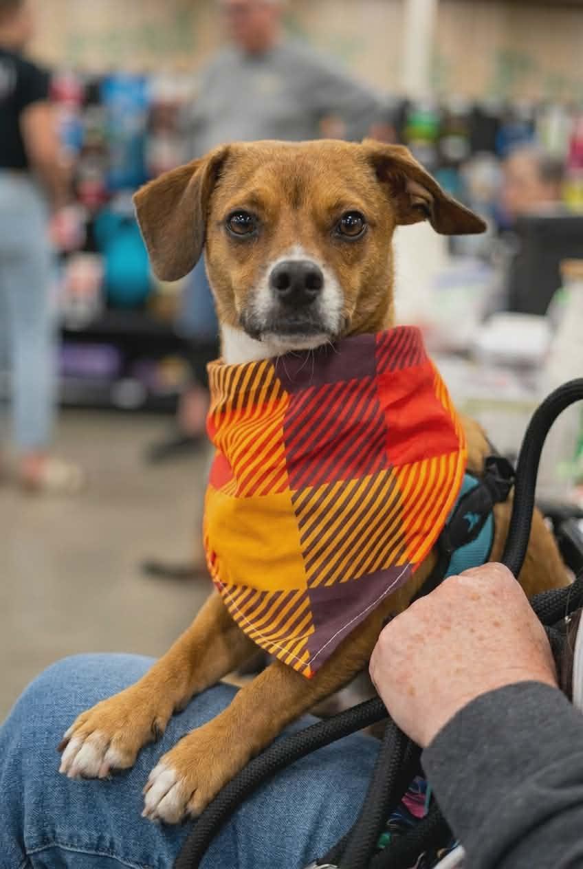 Enlarge Charlie Brown, a ADOPTABLE mixed breed in Murrieta, CA image 5/6