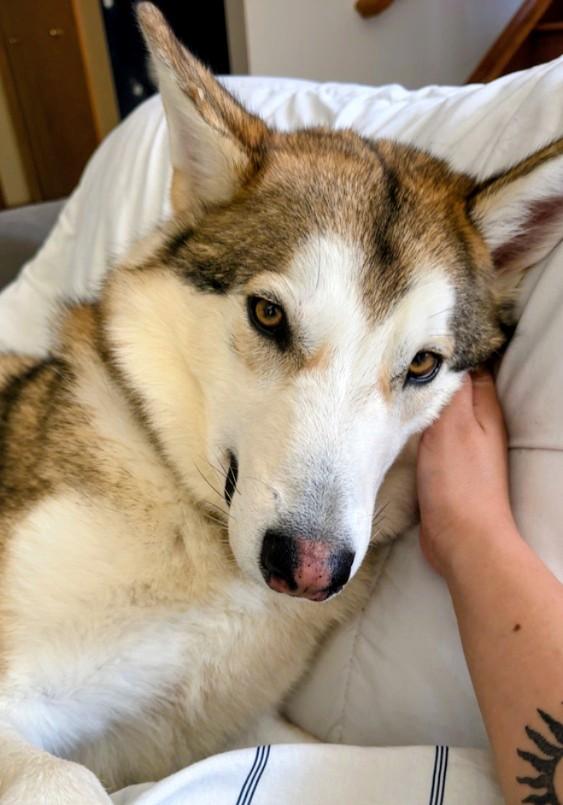 Enlarge Koa, a Adoptable mixed breed in Evergreen, CO image 4/6