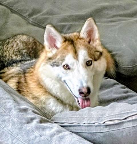 Koa, Adoptable, Adult Male Siberian Husky & Mixed Breed.