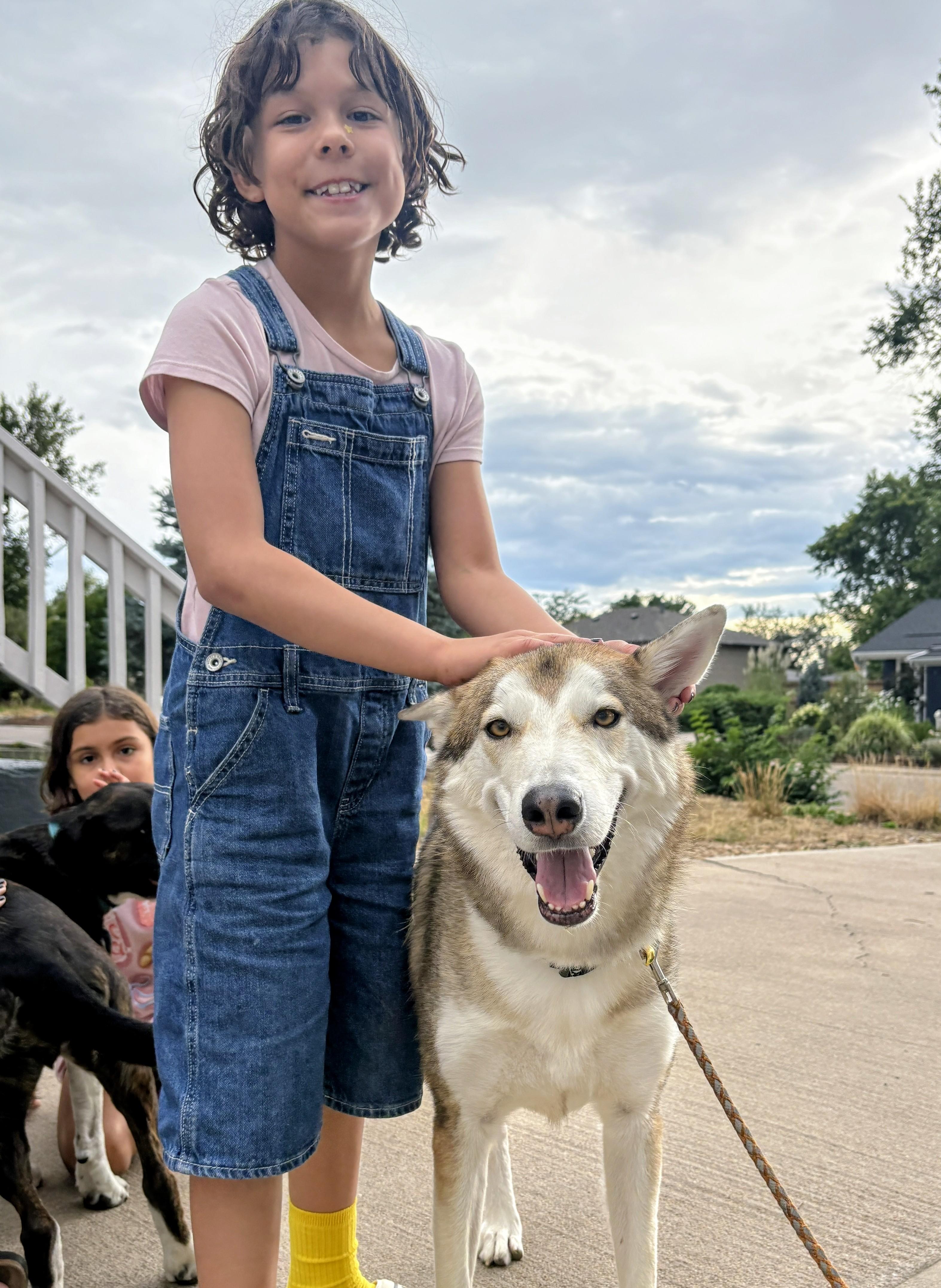 Enlarge Koa, a Adoptable mixed breed in Evergreen, CO image 2/6