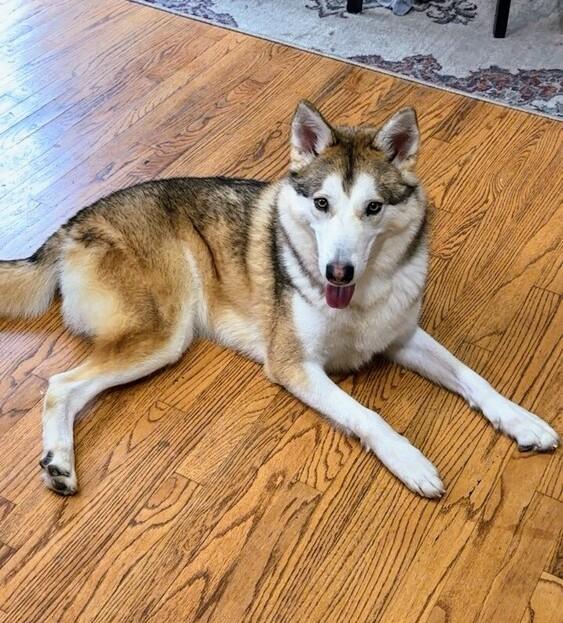 Enlarge Koa, a Adoptable mixed breed in Evergreen, CO image 6/6