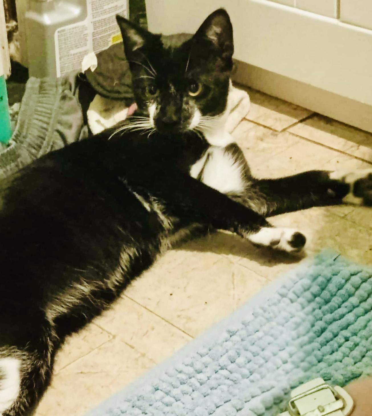 Presley, a Adoptable Domestic Short Hair in Staten Island, NY image 2/6