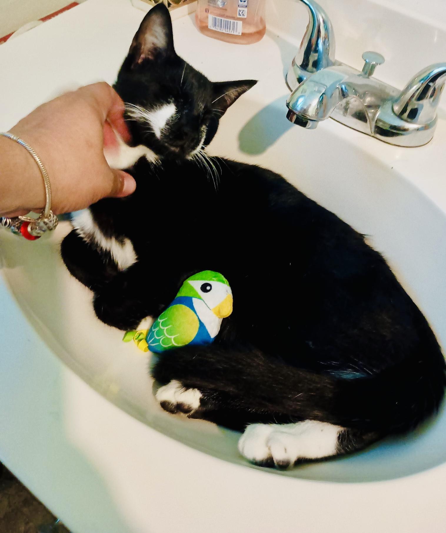 Presley, a Adoptable Domestic Short Hair in Staten Island, NY image 4/6