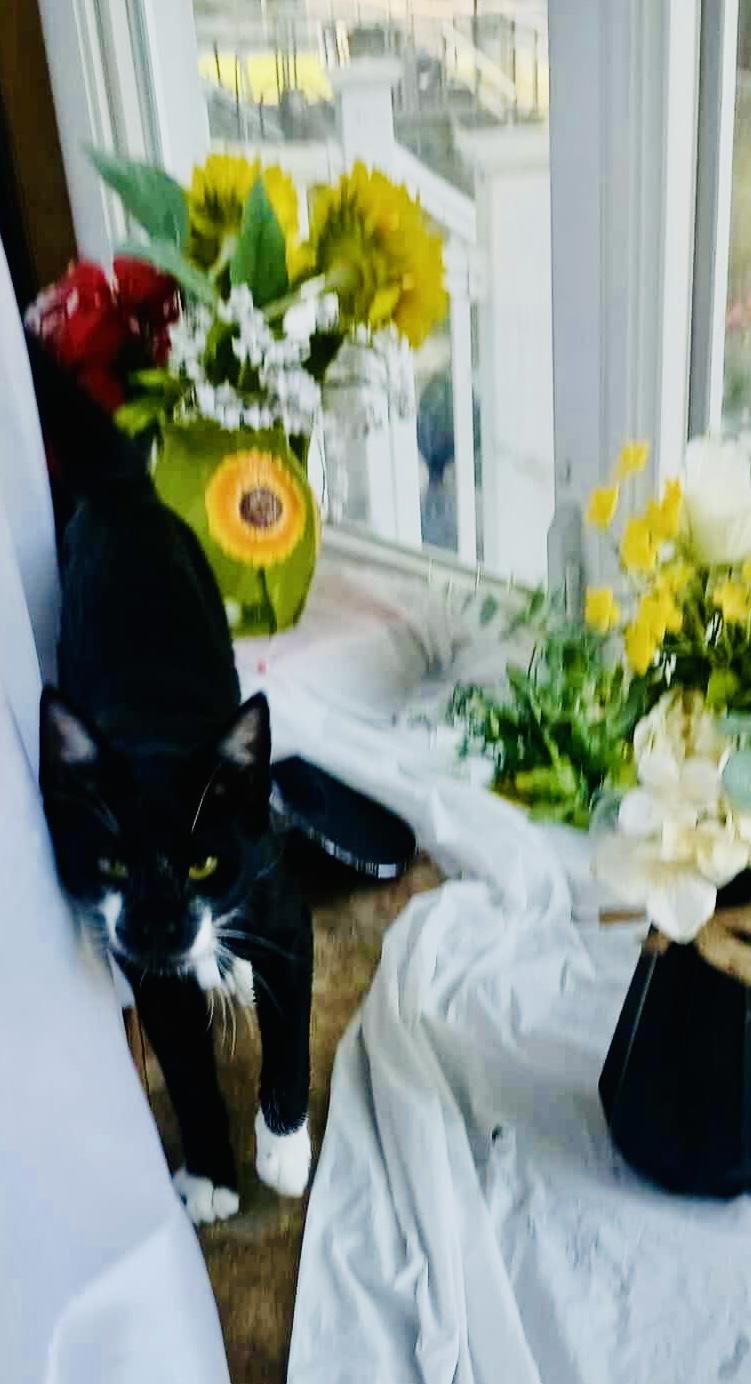 Presley, a Adoptable Domestic Short Hair in Staten Island, NY image 5/6