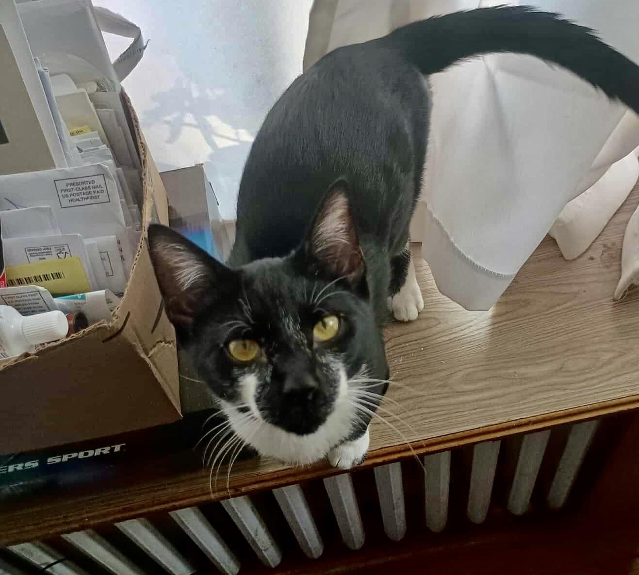 Presley, Adoptable, Young Male Domestic Short Hair.