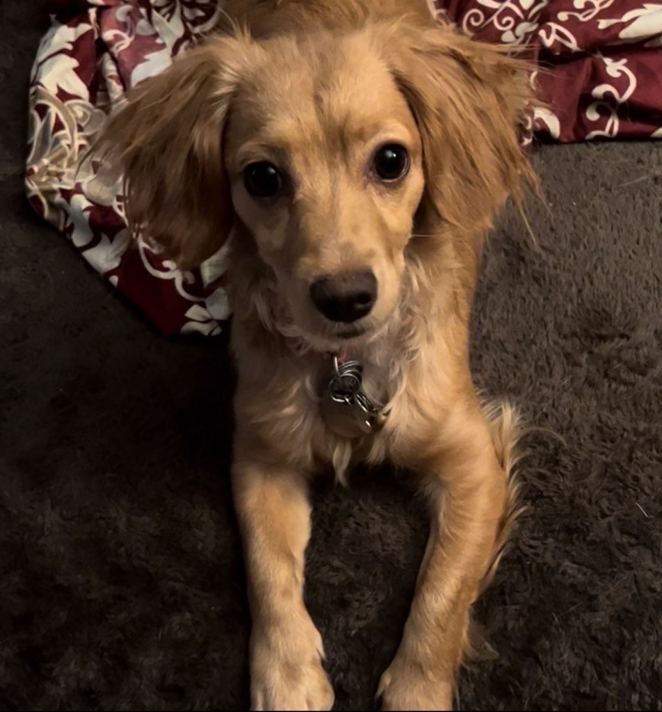 ~sweet honey~, Adopted, Puppy Female Dachshund & Golden Retriever.