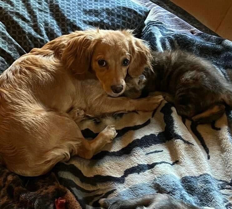 ~sweet honey~, Adopted, Puppy Female Dachshund & Golden Retriever.