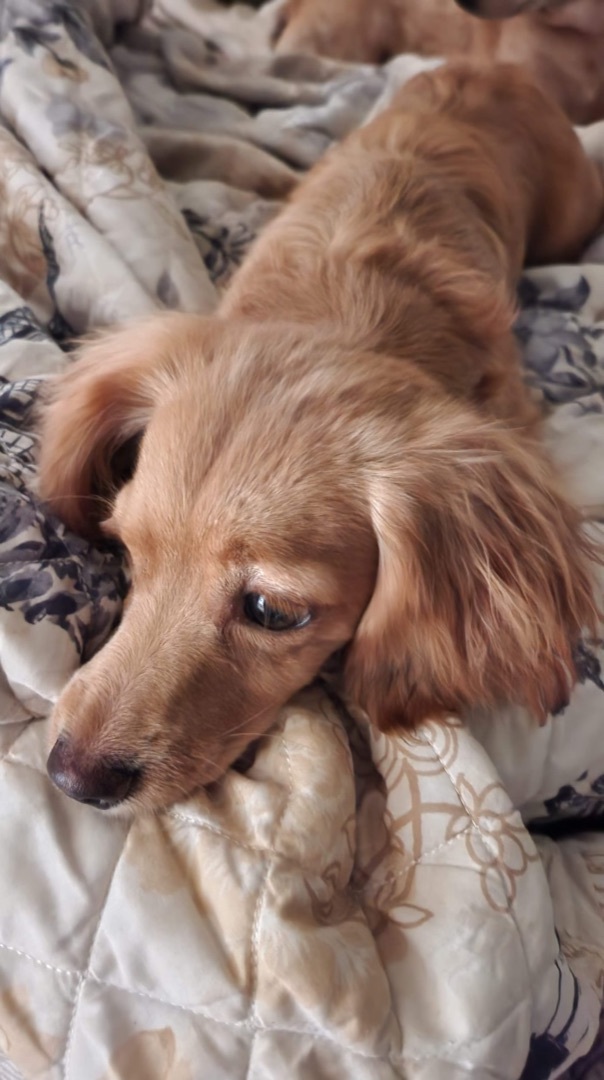 Enlarge ~sweet honey~, a Adopted mixed breed in Burlington, NC image 3/12