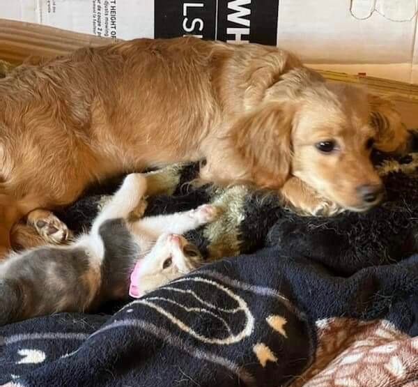~sweet honey~, Adopted, Puppy Female Dachshund & Golden Retriever.