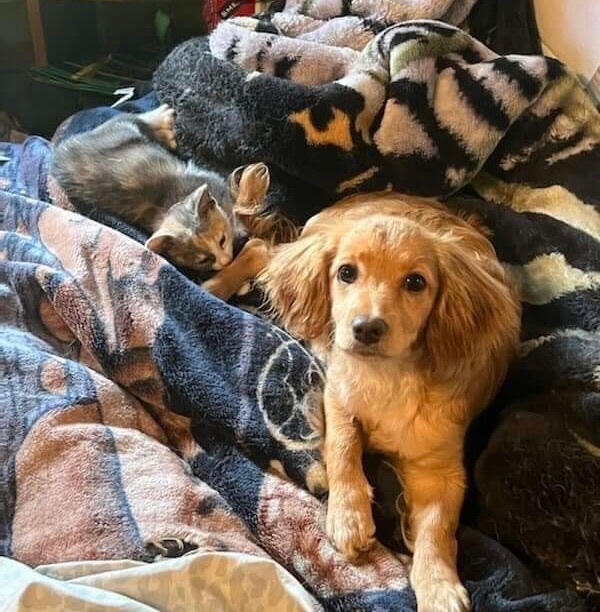 Enlarge ~sweet honey~, a Adopted mixed breed in Burlington, NC image 6/12