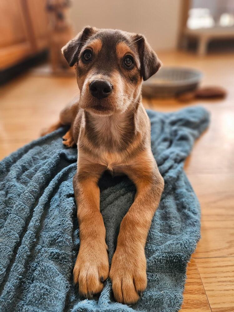 Sawyer, Adoptable, Puppy Male Shar-Pei & Mixed Breed.