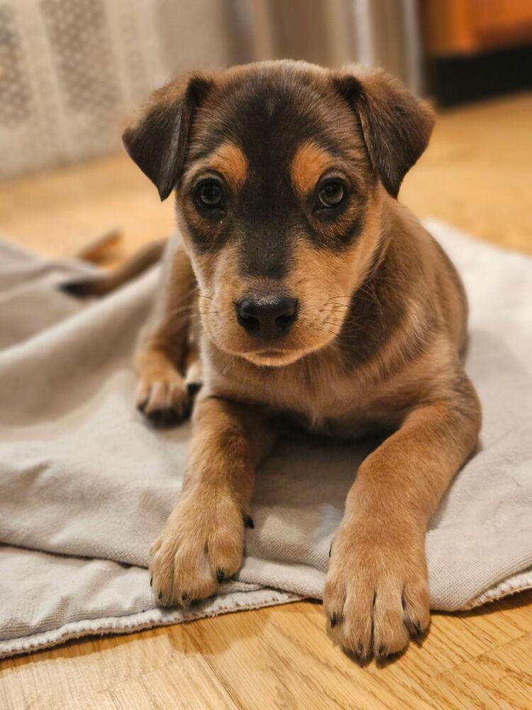 Sawyer, Adoptable, Puppy Male Shar-Pei & Mixed Breed.