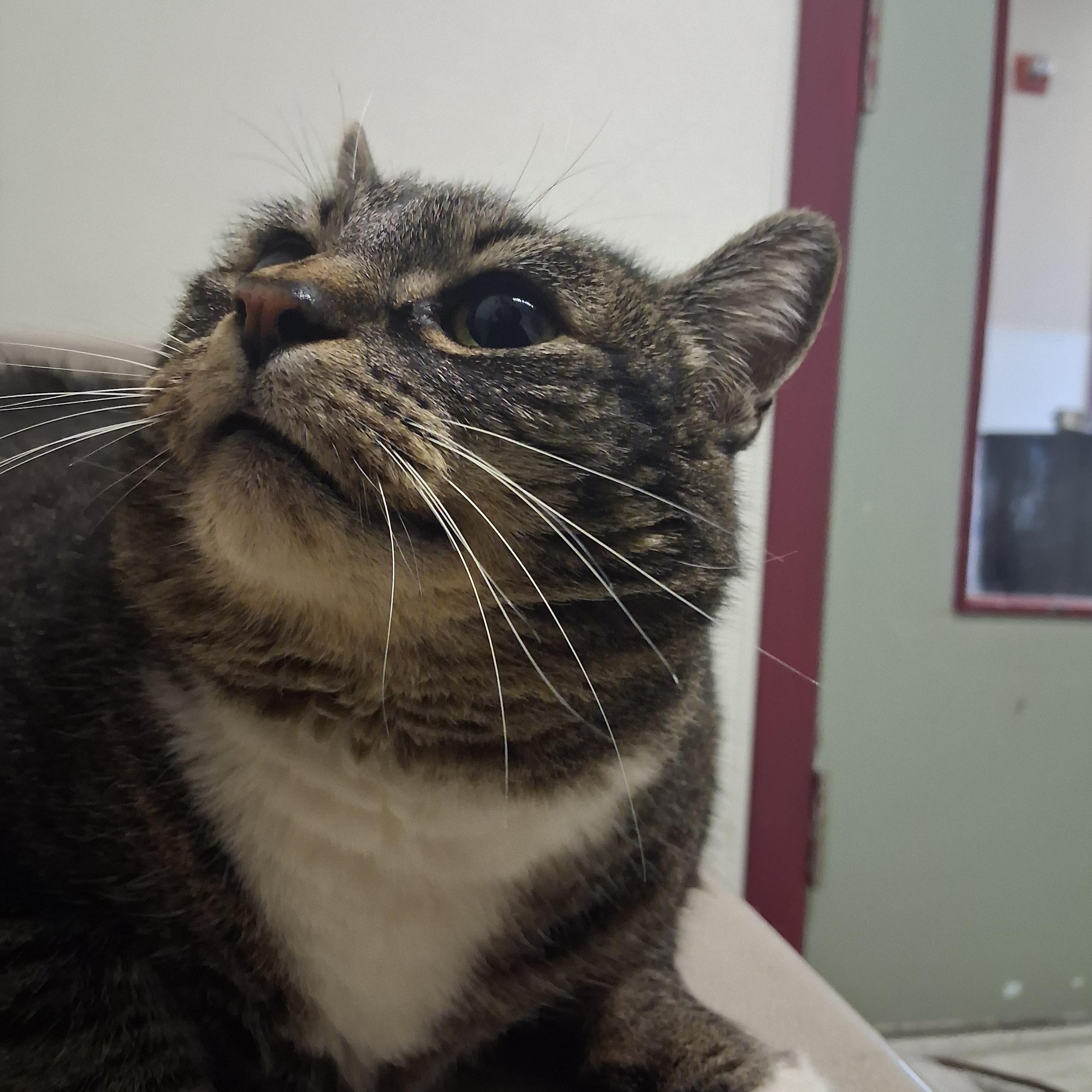 Hammerhead Shark — thumbnail 2