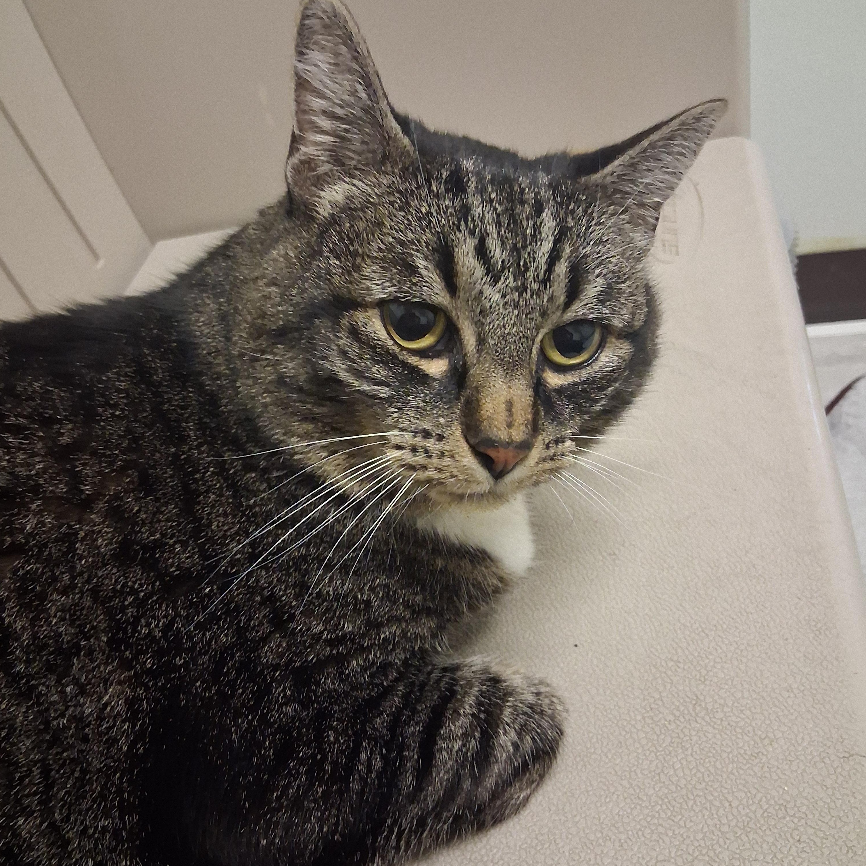 Hammerhead Shark — thumbnail 3