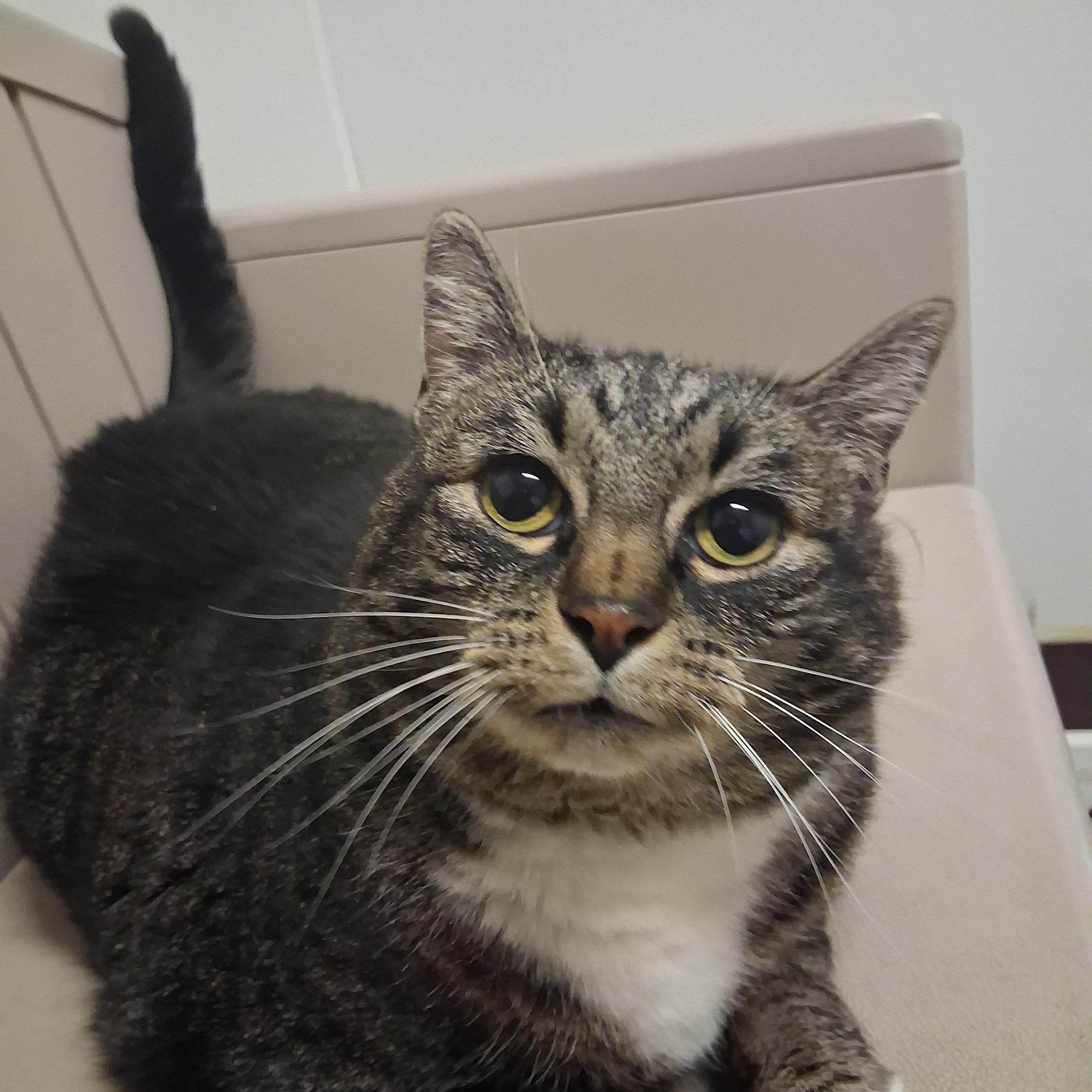 Hammerhead Shark — thumbnail 4