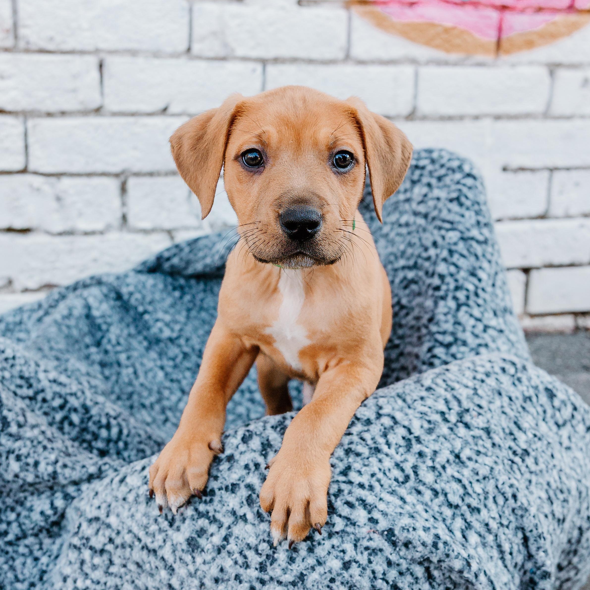 Enlarge Macan, an adopted mixed breed in Rock Hill, SC image 1/6