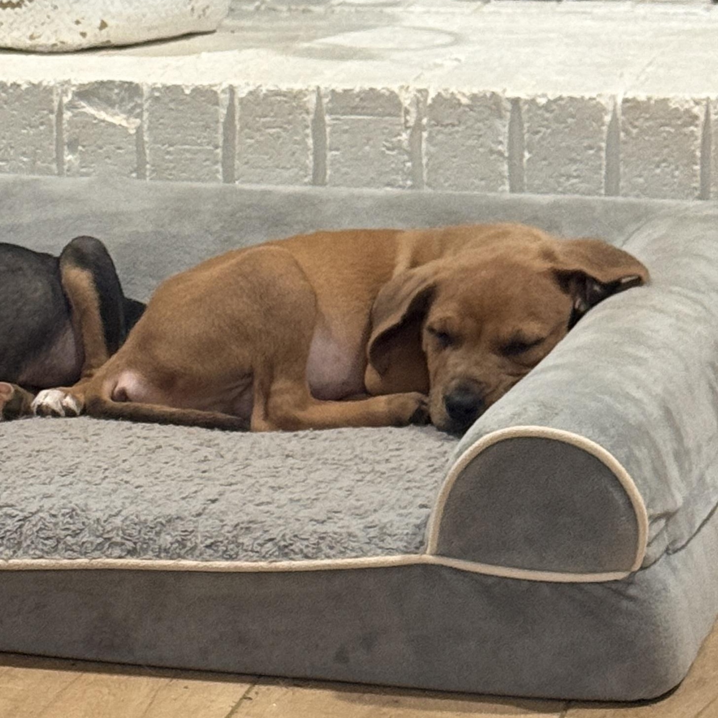 Enlarge Macan, an adopted mixed breed in Rock Hill, SC image 4/6