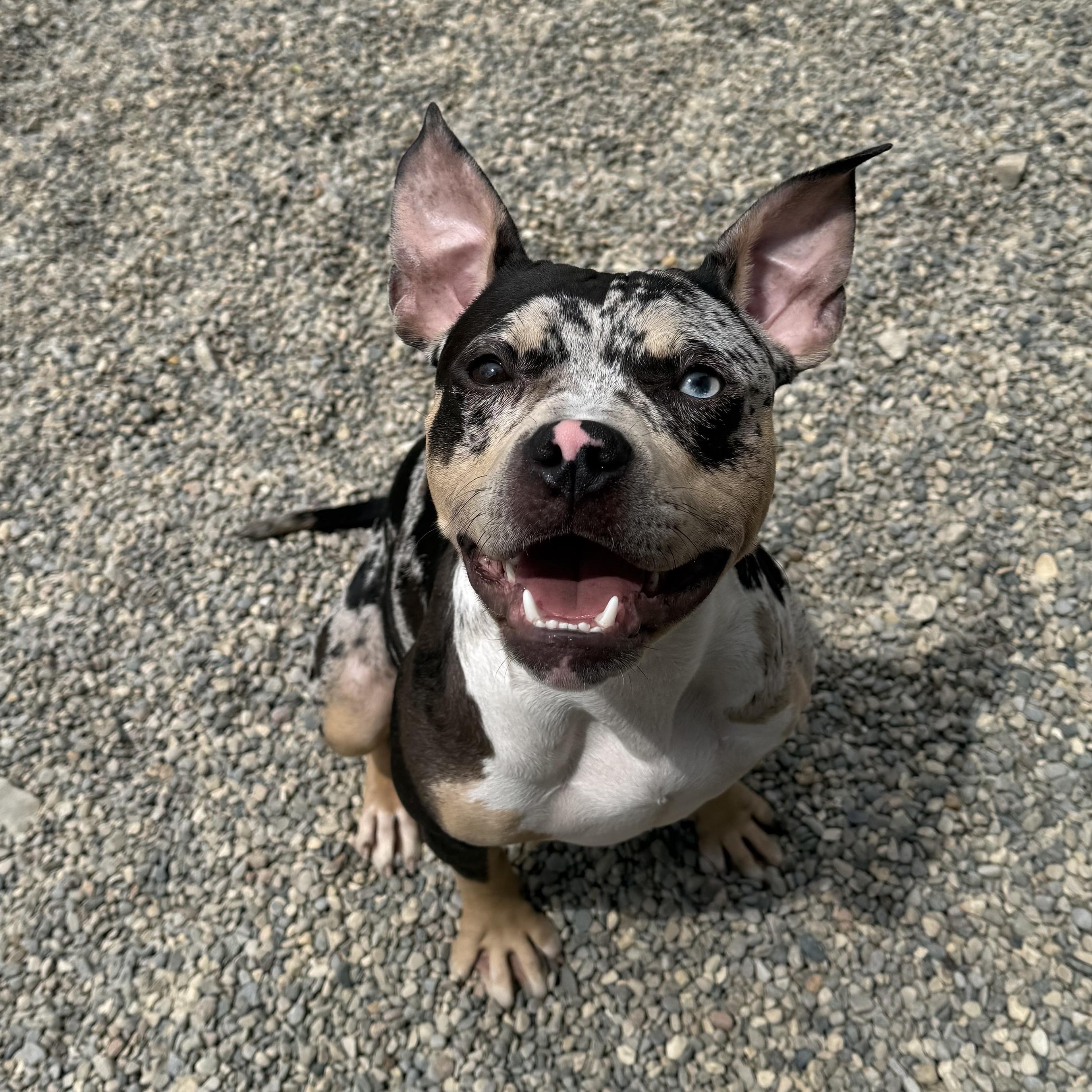 Enlarge Bugg, an adopted mixed breed in Detroit, MI image 5/6