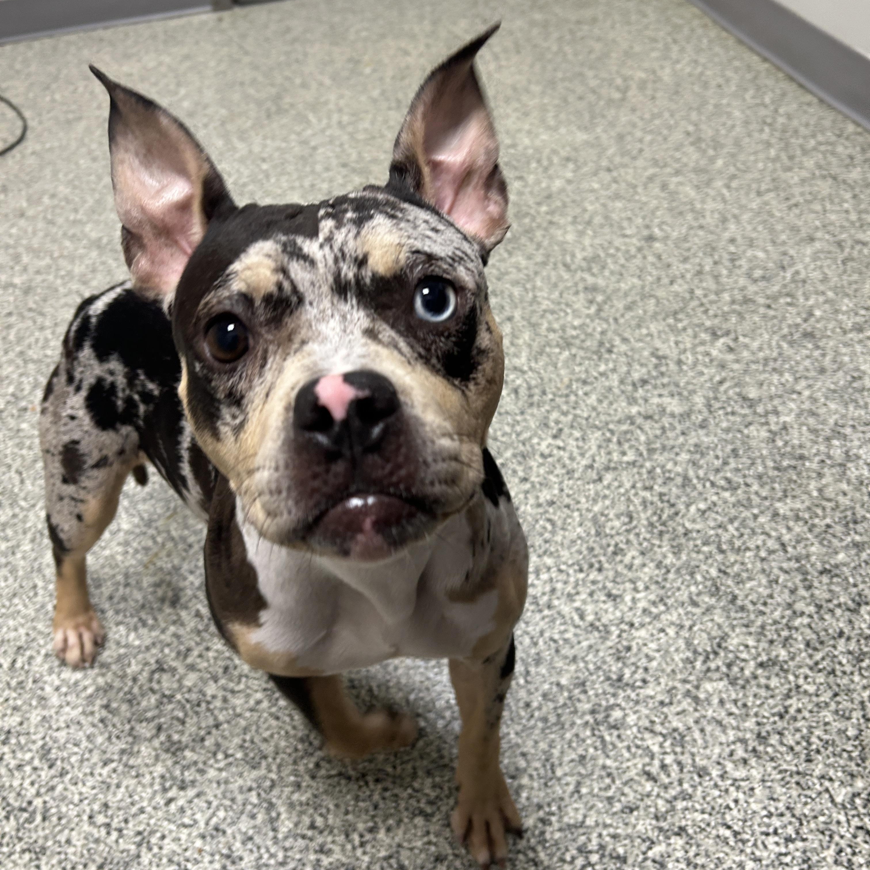Enlarge Bugg, an adopted mixed breed in Detroit, MI image 3/6