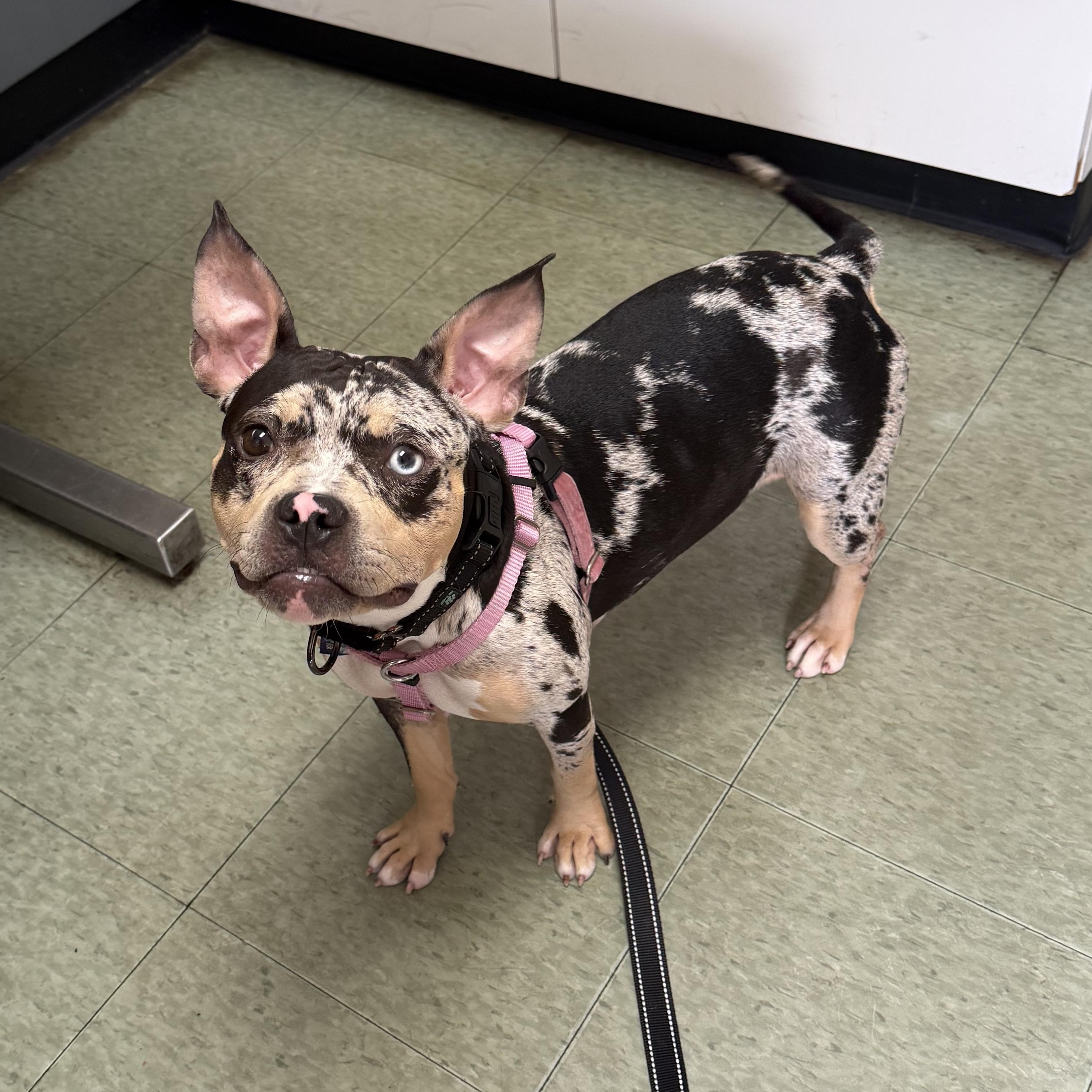 Enlarge Bugg, an adopted mixed breed in Detroit, MI image 4/6