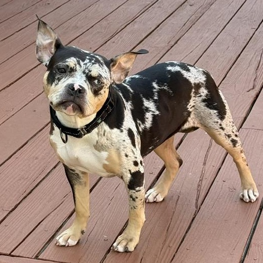 Bugg, adopted, Young Female French Bulldog & Mixed Breed.