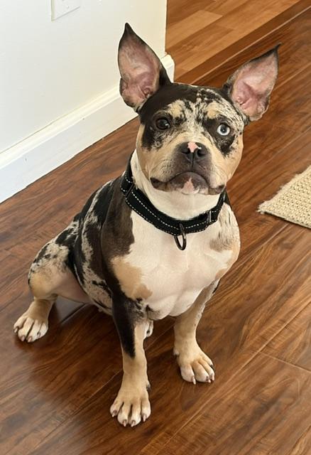 Enlarge Bugg, an adopted mixed breed in Detroit, MI image 2/6