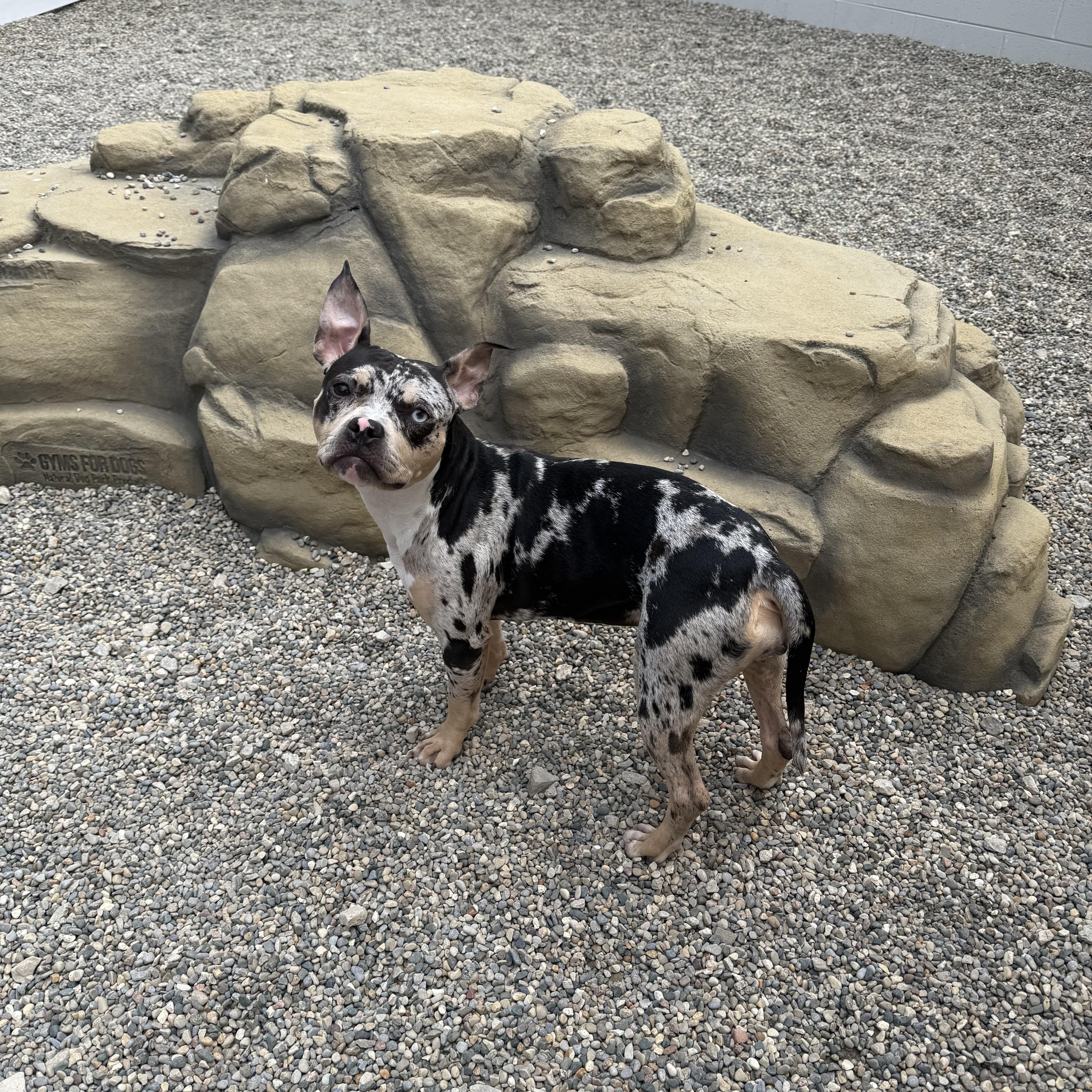 Enlarge Bugg, an adopted mixed breed in Detroit, MI image 6/6
