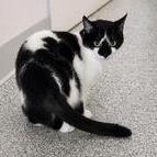 Dominic, Adoptable, Adult Male Domestic Short Hair.