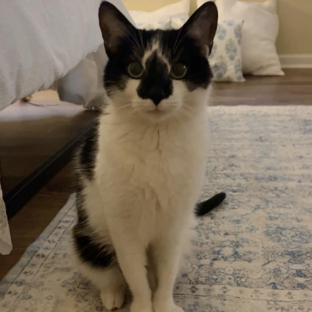 Enlarge Dominic, a Adoptable Domestic Short Hair in Knoxville, TN image 2/3