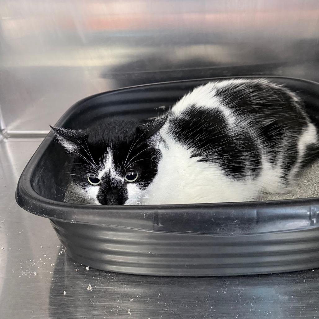 Enlarge Dominic, a Adoptable Domestic Short Hair in Knoxville, TN image 2/2